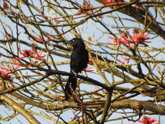 Cyanocorax