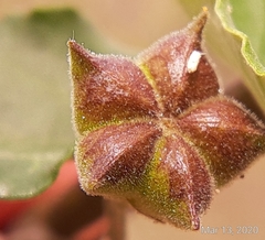 Wissadula parvifolia