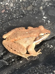 Lithobates sylvaticus