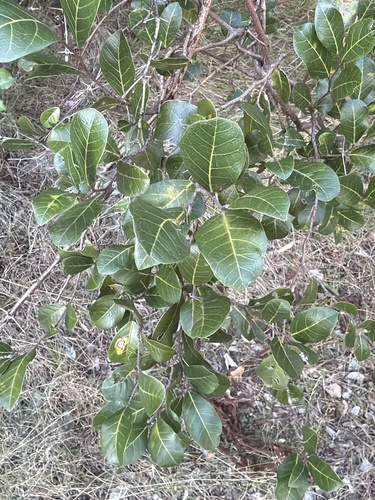 Burnie Vine (Malaisia scandens)