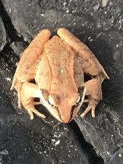 Lithobates sylvaticus