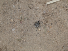Graphipterus minutus