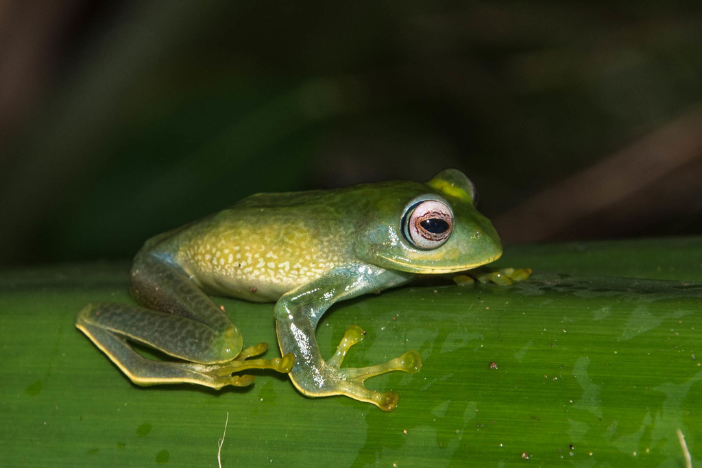 Elena's Bright-Eyed Frog