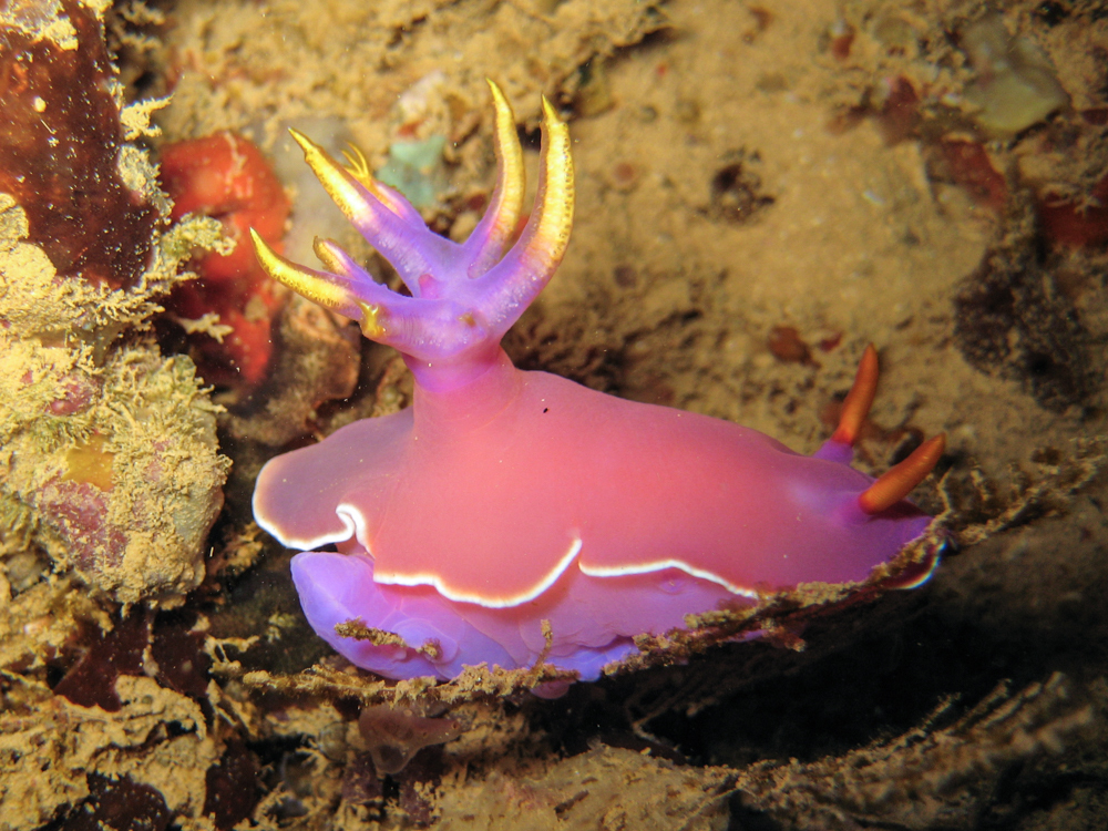 Photo of Apolegma chromodoris (Hypselodoris apolegma)