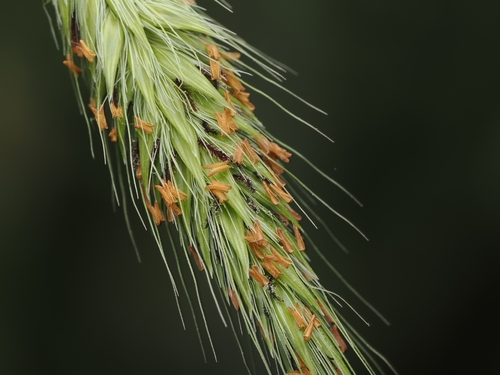 Uruguay pennisetum (Cenchrus latifolius)