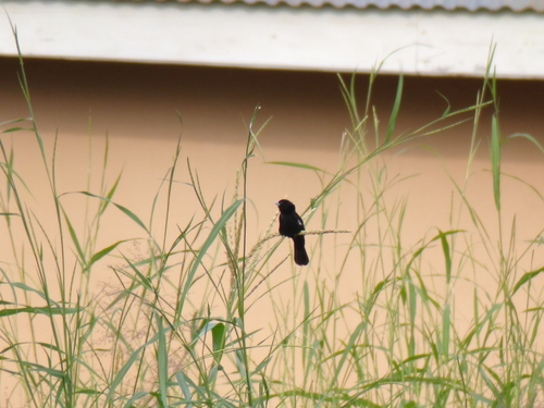 White-winged Widowbird (Euplectes albonotatus), photo 3
