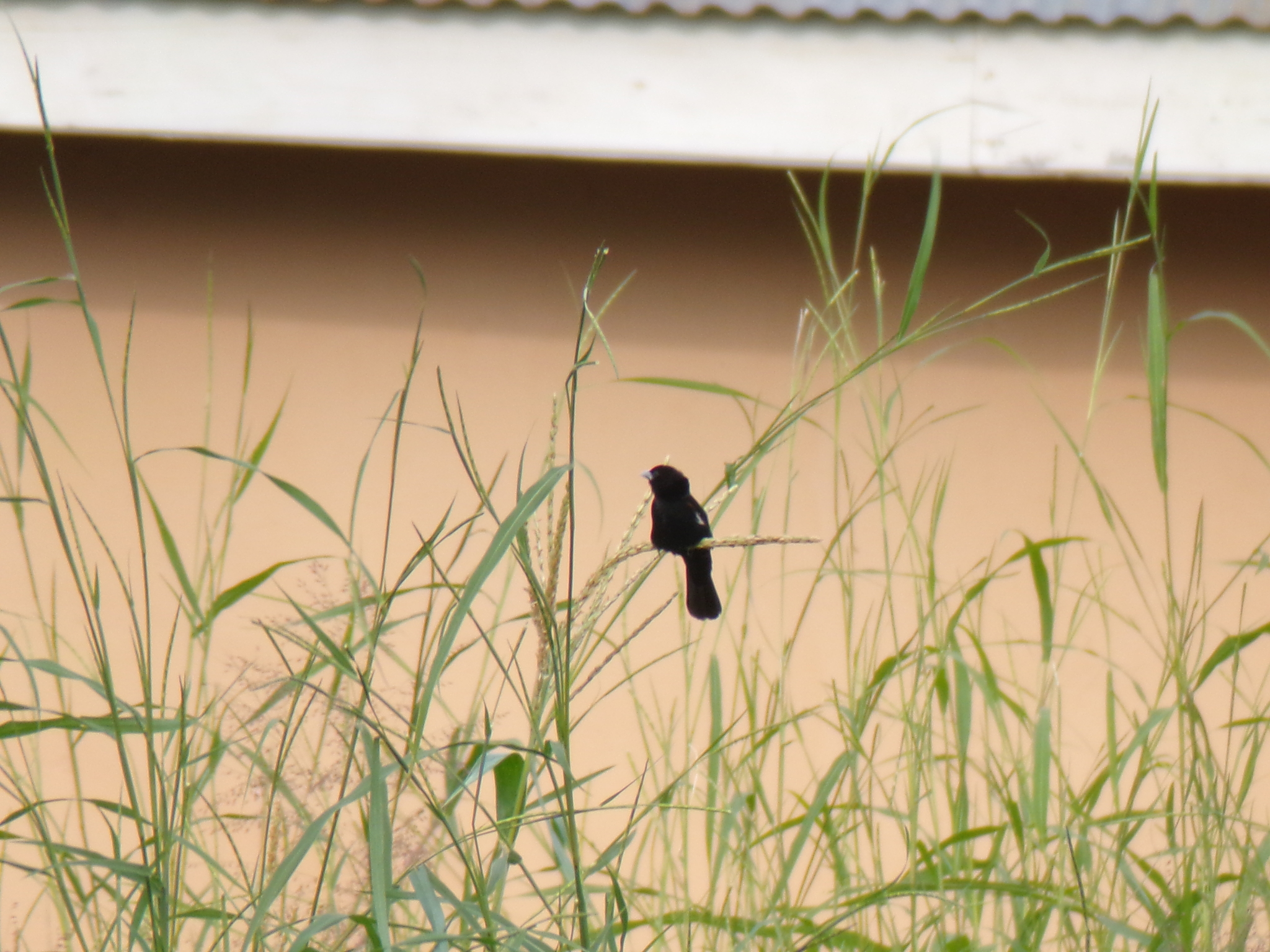 White-winged Widowbird (Euplectes albonotatus), photo 3