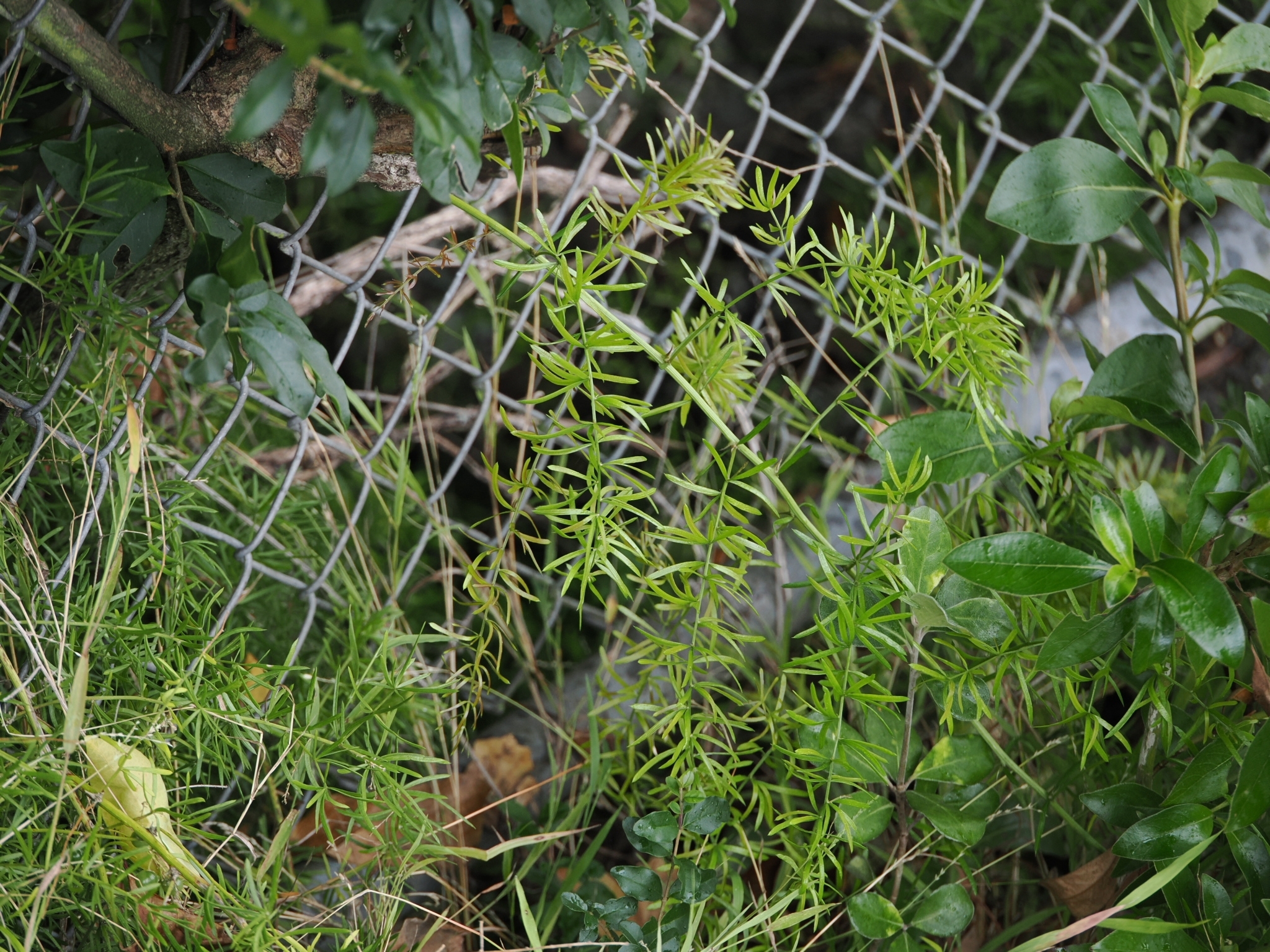 African Asparagus (Asparagus aethiopicus)