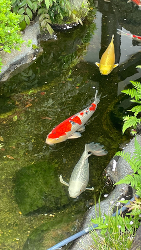 Cyprinus rubrofuscus