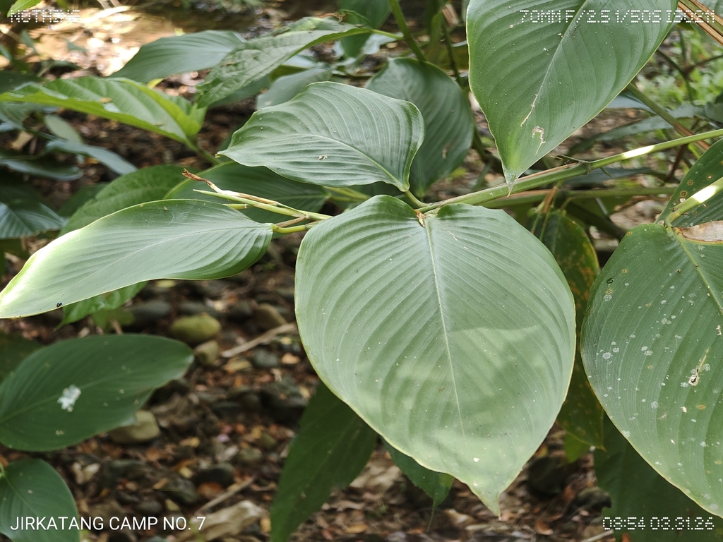 Dong sậy – Donax canniformis