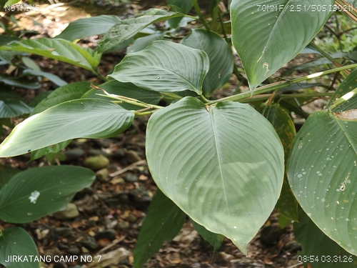 Bemban (Donax canniformis)
