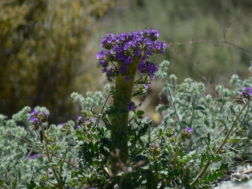 Cleftleaf wildheliotrope (Phacelia crenulata)
