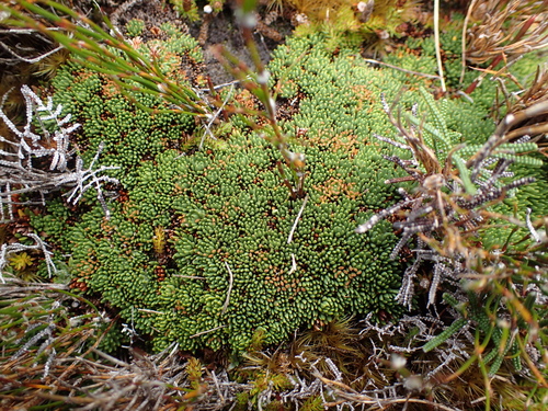 New Zealand Cushion (Donatia novae)