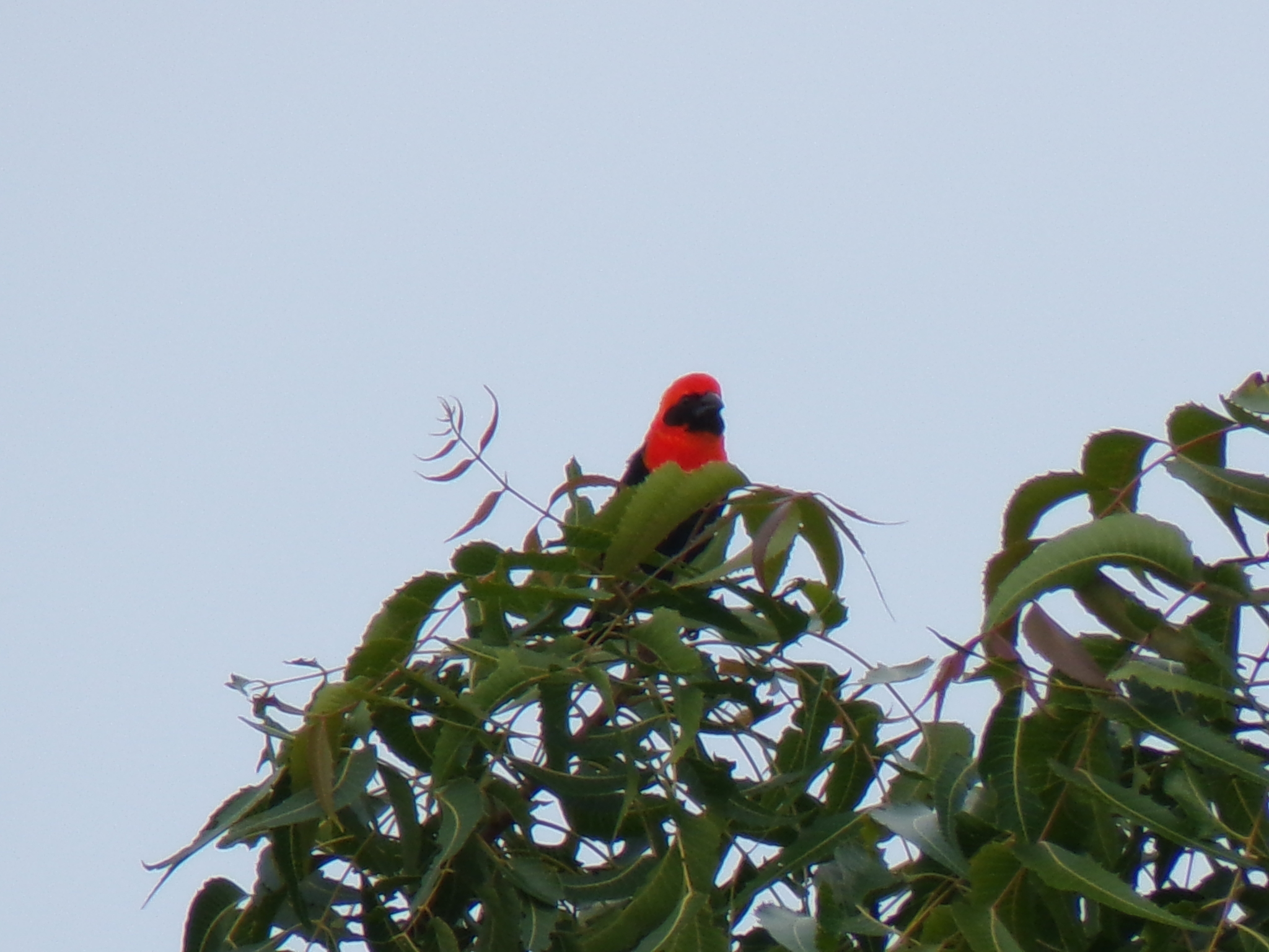 Black-winged Red Bishop (Euplectes hordeaceus), photo 5