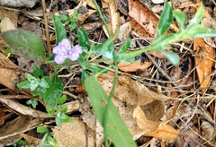 Dyschoriste crenulata