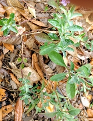 Dyschoriste crenulata