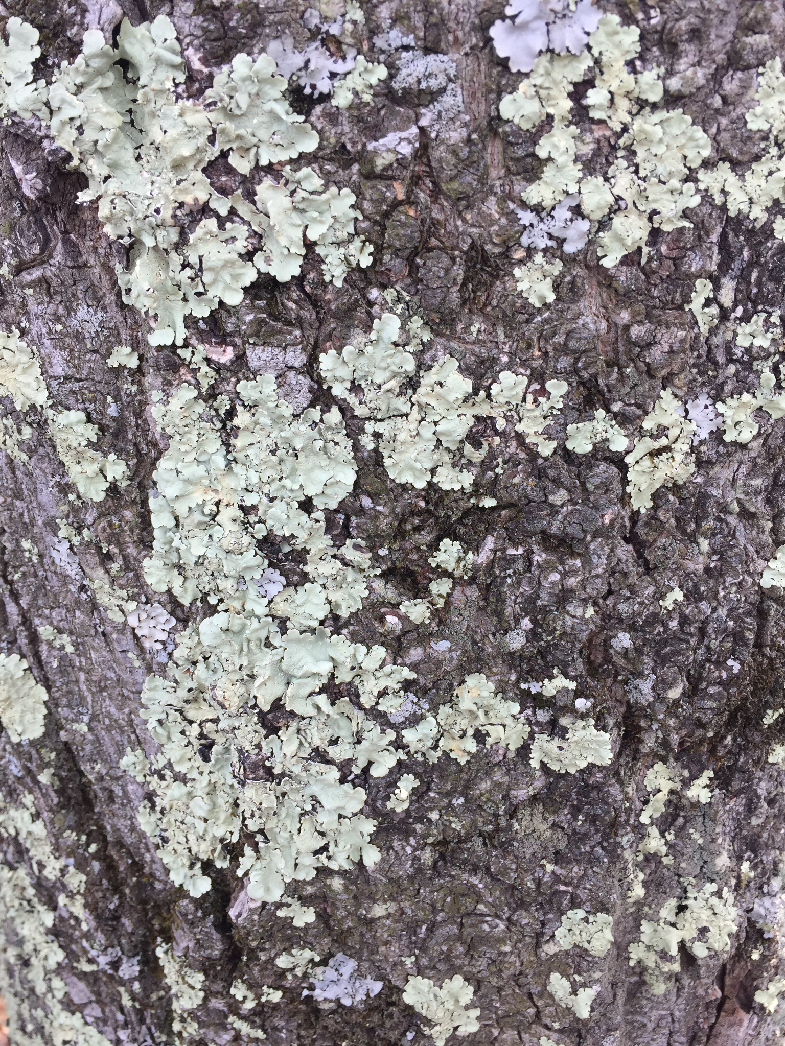 Flavoparmelia caperata image