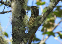 Margarornis squamiger