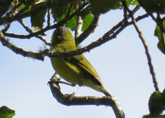 Thlypopsis superciliaris