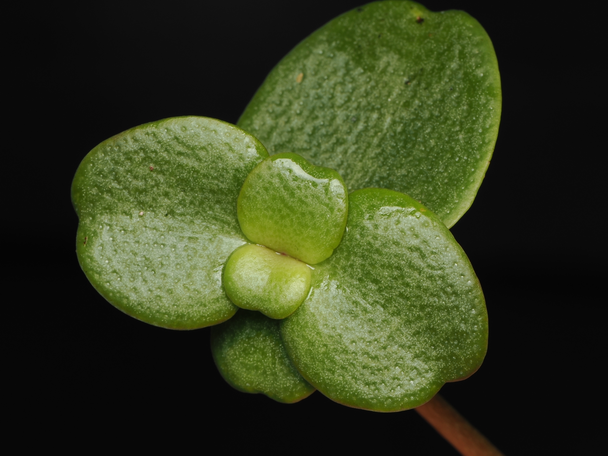 Cape Province Pygmyweed (Crassula multicava)