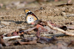 Danaus chrysippus alcippus