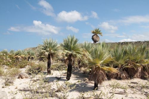 Ekman's Silver Palm (Copernicia ekmanii)