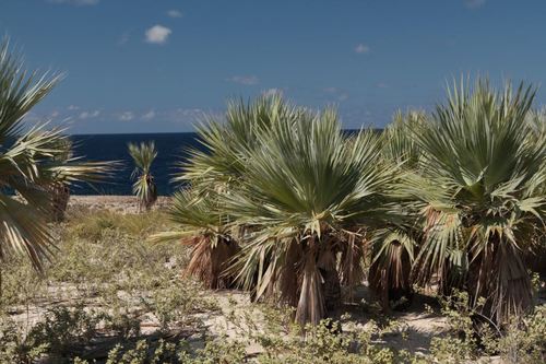 Image of Copernicia ekmanii by (c) Brian Oakes Haiti Hunter, some rights reserved (CC BY)