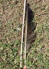 Coragyps atratus image