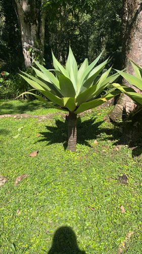 Swan-neck Agave