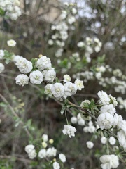 Spiraea prunifolia