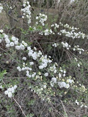 Spiraea prunifolia