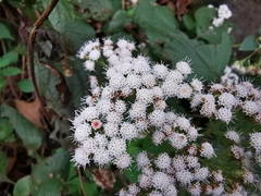 Ageratina pichinchensis