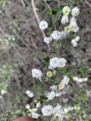 Spiraea prunifolia