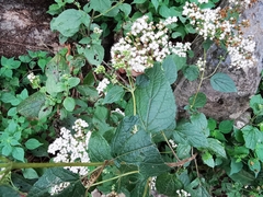 Ageratina pichinchensis