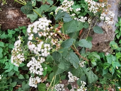 Ageratina pichinchensis