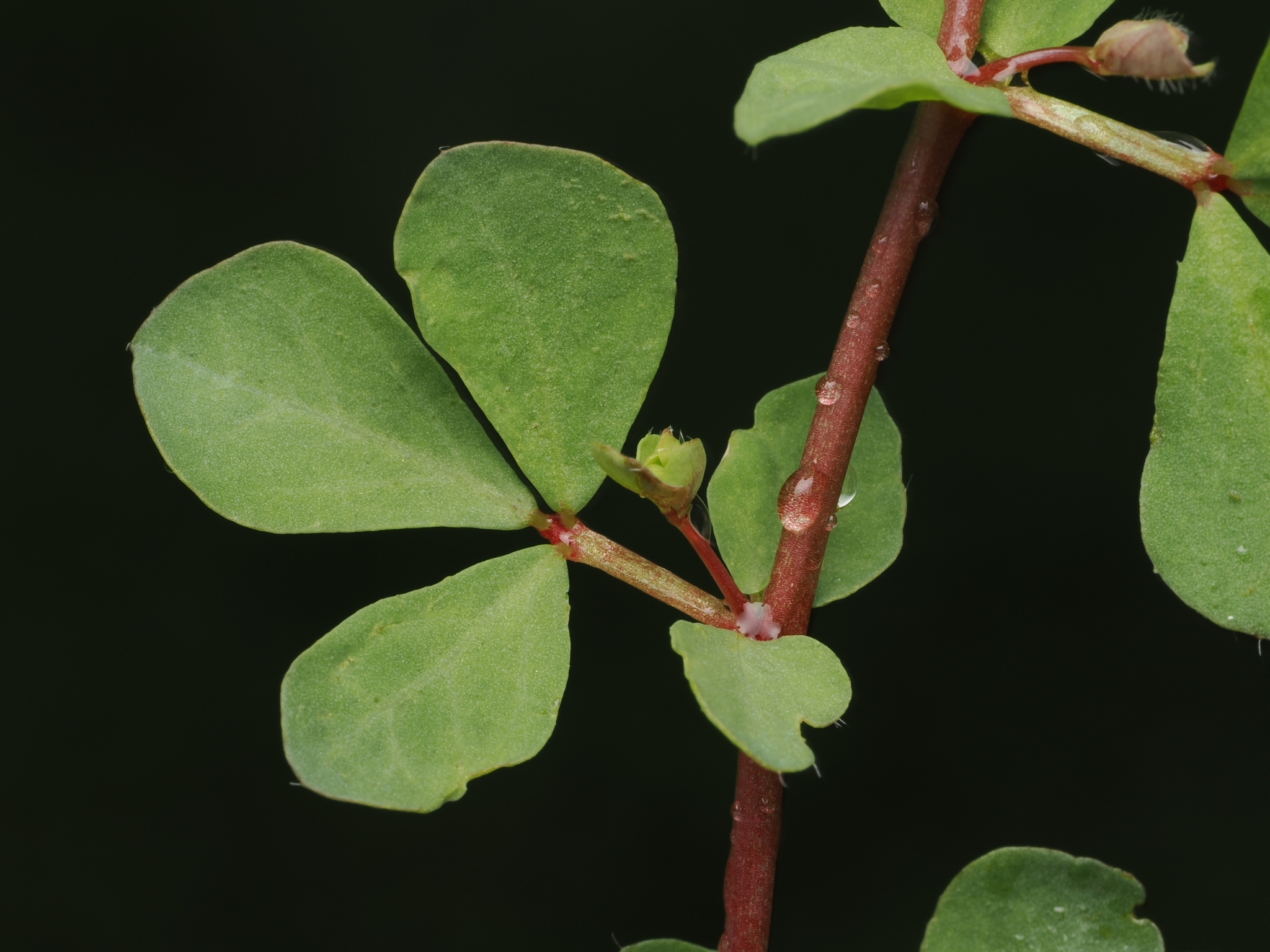 Greater Bird's-Foot-Trefoil (Lotus pedunculatus)