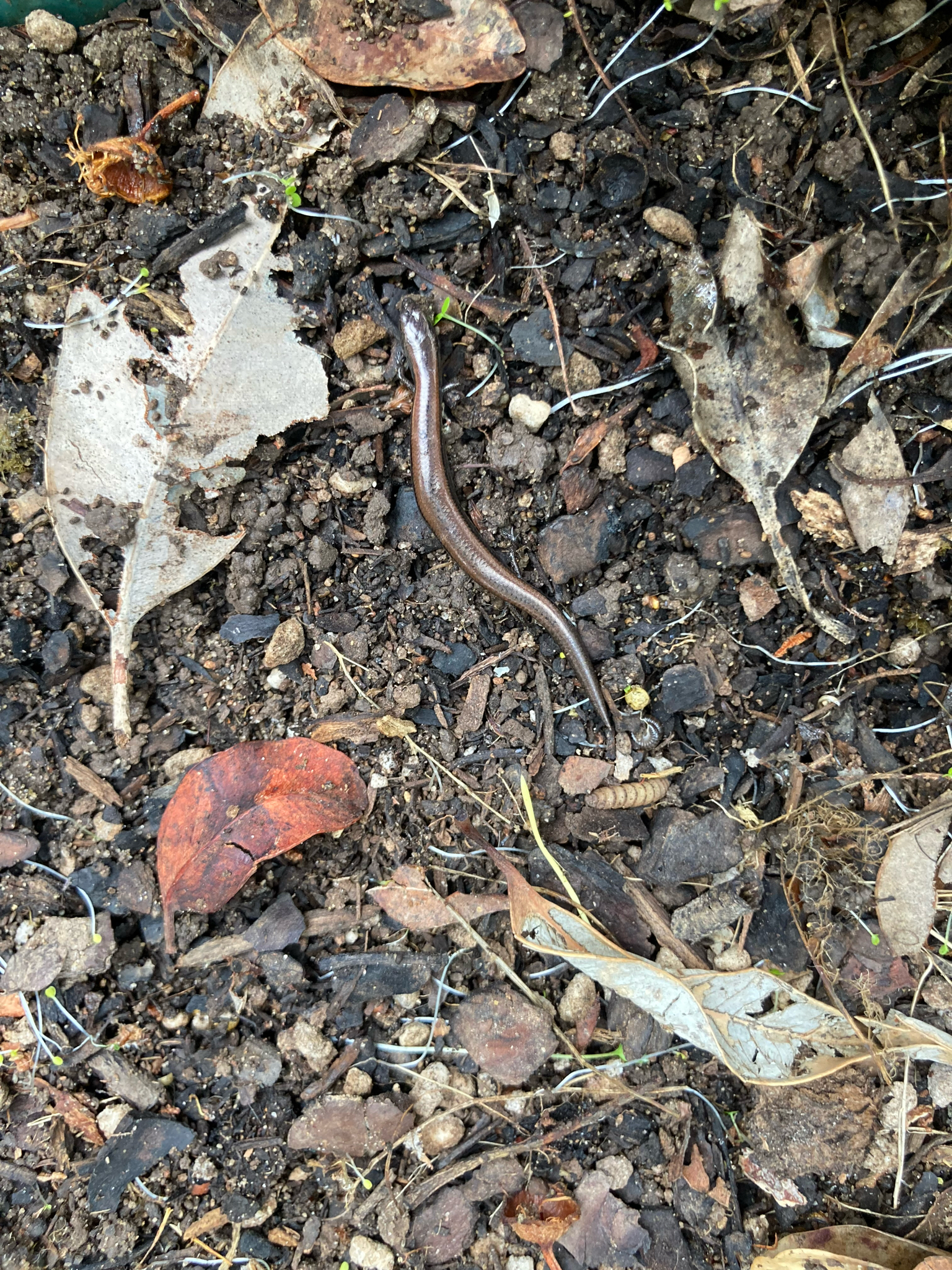 Southwestern Earless Skink photo 4