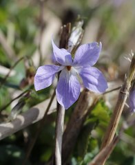Viola grypoceras