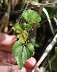 Viola grypoceras