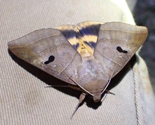 Yellow Underwing