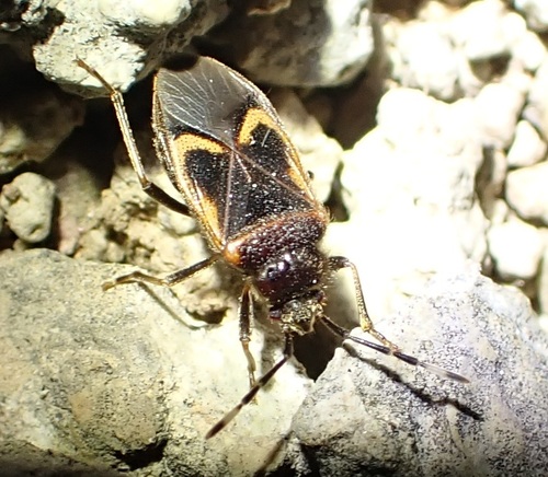 Taeuberella hirta