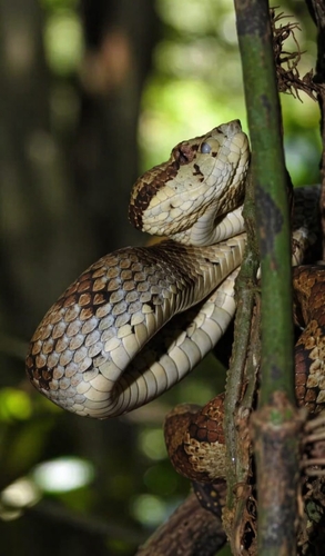 Anamala Pit Viper