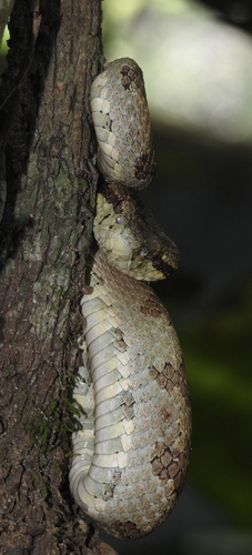 Anamala Pit Viper