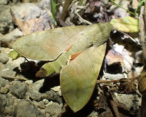 Nephele subvaria