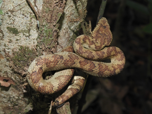 Anamala Pit Viper