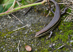 Trachylepis gravenhorstii