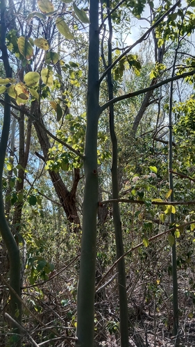 Cadaghi (Corymbia torelliana)