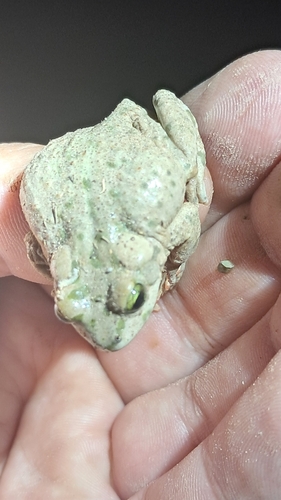 Brongersma's Toad