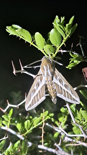Striped Hawkmoth