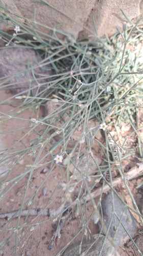 Polycarpaea akkensis